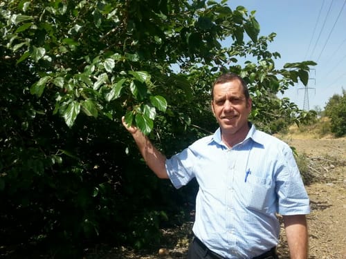 נהיה מוכנים לשמיטה, מי שאומר שלא – יתבדה