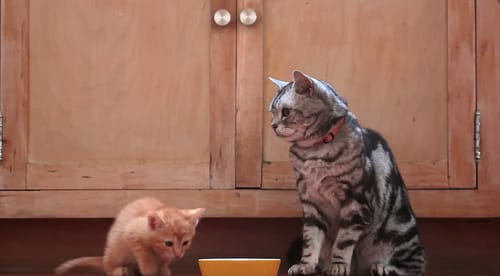 משעשע: כך אנחנו נראים בעיני החתולים שלנו