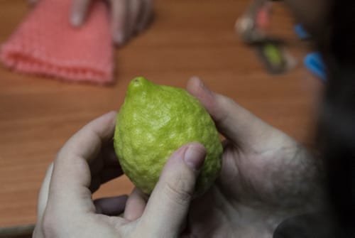 האתרוג הענק של רבי עקיבא