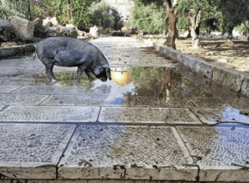 יוצר פוטושופ החזיר, לא יורחק מהר הבית