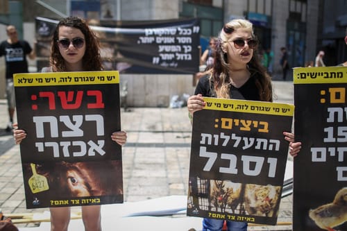 מדוע רק שמאלנים פעילים למען זכויות בעלי חיים?