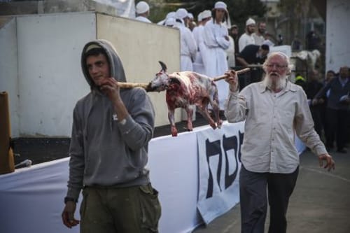 הרב אבינר נגד מתרגלי קרבן הפסח: "צריכים שכל וענווה"