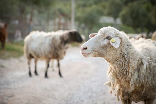 פנימיות בקטנה: למה קרבן פסח הוא דווקא כבש?