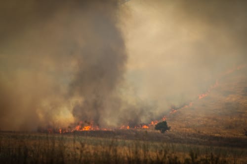 בחודש וחצי: עשרות שריפות ביו"ש הוגדרו כהצתות טרור