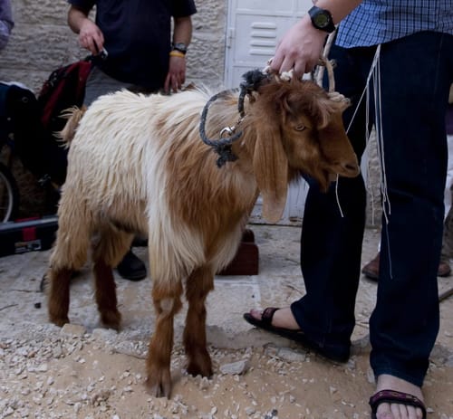 חשש כרת: צריך להתרחק מירושלים בערב פסח? שו"ת