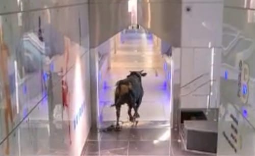 תיעוד חריג: שור זועם התפרע בתוך בנק בלוד • צפו