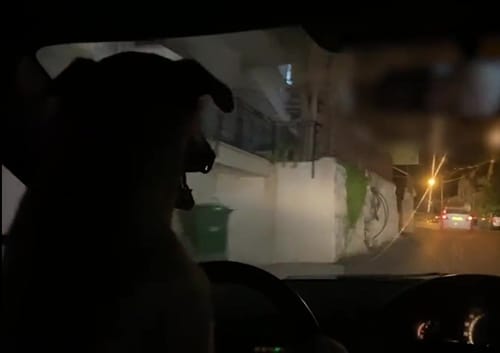 תיעוד: נתן לכלבו לנהוג במקומו – ונעצר