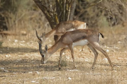 מרהיב: תיעוד מיוחד מעמק הצבאים בלב ירושלים