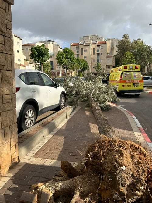 בדרך לבית הספר: עץ קרס על ילדה