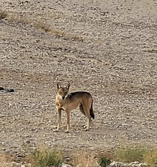 זו שעת הזאבים: להקה נדירה נצפתה בשמורת עין יהב