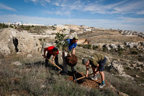 חג לאילנות: אירועי ט"ו בשבט חינמיים ברחבי הארץ