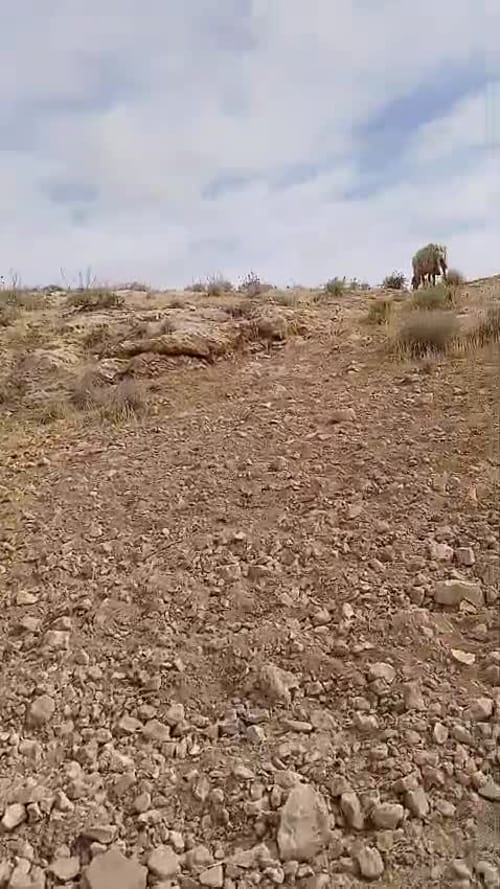 ההפקרות נמשכת: רועה צאן יהודי הותקף על ידי ערבי בהר חברון