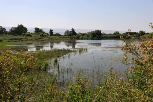 משרד הבריאות מזהיר: הכניסה למים מסוכנת