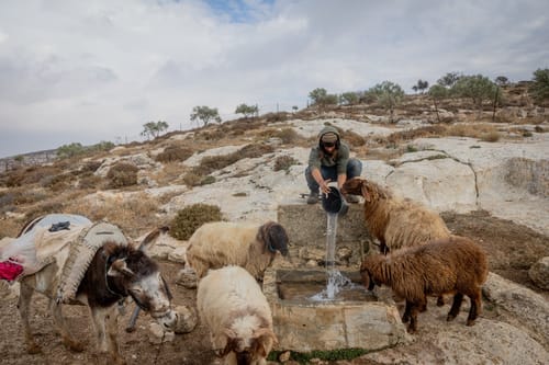 נגמר בנס: לינץ' ברועה צאן יהודי סמוך לשילה