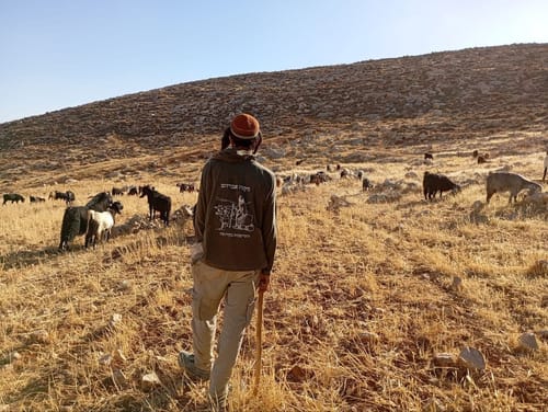 חריג: המנהל האזרחי החרים עדר צאן בגוש עציון במהלך הרס גבעה