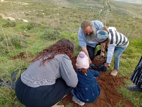 לקראת העלייה לקרקע: מגורשי חומש נטעו עצים ביישוב המתחדש