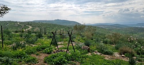 המדבר מתמלא חיים: פסטיבל בקעה ירוקה חוזר עם סיורים ומעיינות