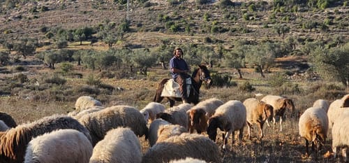 שלושה מקרים בחודשיים: הכלי החדש נגד נקודות ההתיישבות