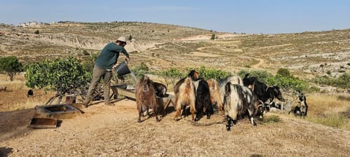 רועה צאן הותקף בהר חברון: אחד מהתוקפים נהרג מאש צה"ל