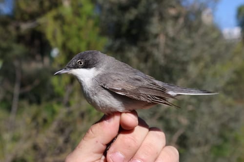 למרות המלחמה עם איראן: נדידת האביב של הציפורים לא עוצרת