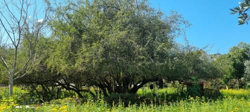 שיזף ותורמוסים בטיול עירוני ליד המרחב המוגן