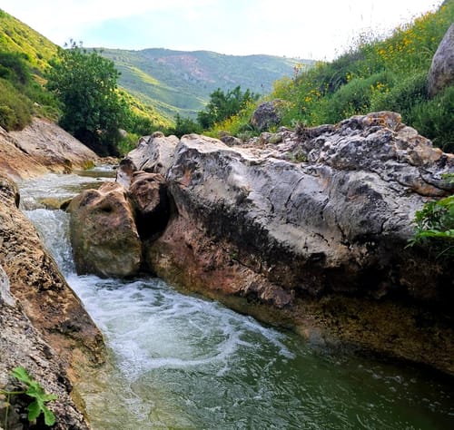 טיול רגלי אל פריחות ובריכות טבעיות בנחל דישון