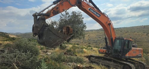 בהנחיית סמוטריץ': המנהל האזרחי עקר 3,000 עצים של פלסטינים