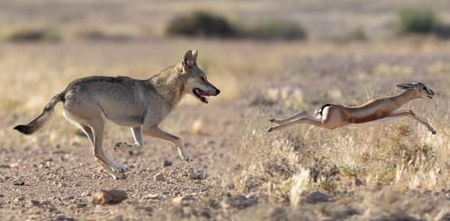 "לקח לי דקות ארוכות להוריד את הדופק": המרדף המטורף בלב המדבר
