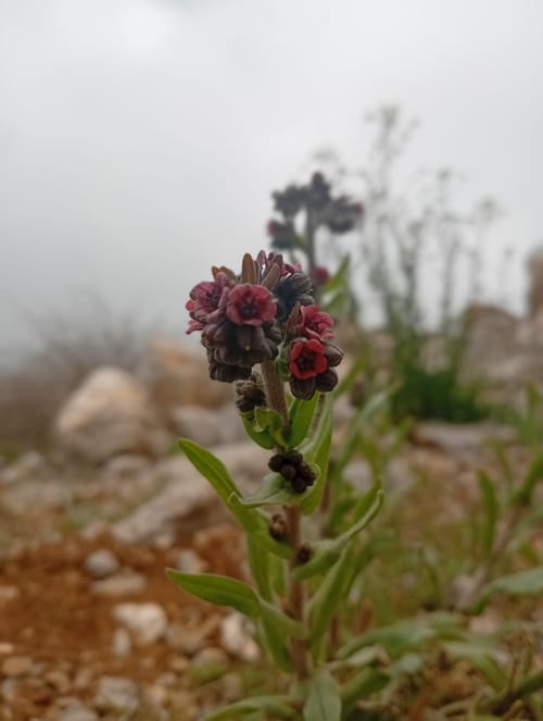 דווקא עכשיו: מאות מטיילים באתר החרמון בסיורי פריחה מיוחדים
