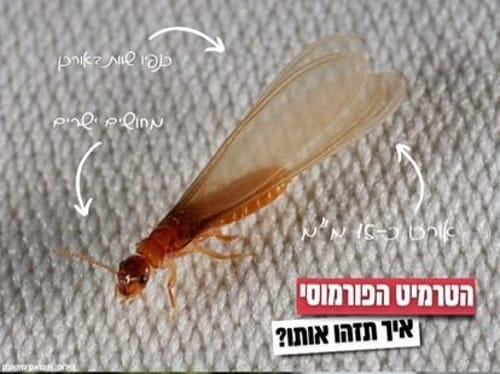 עלול לגרום נזק לרהיטים. שימו עין על הטרמיט הפורמוסי