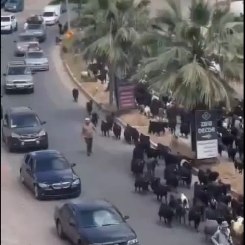 תושבי נבטיה לא מפחדים מצה"ל וכבר מתחילים לחזור הביתה