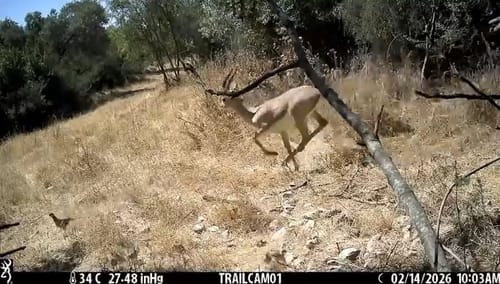 תיעוד מדהים: צבי שועט כמעט דורס חוגלה ו-10 אפרוחים