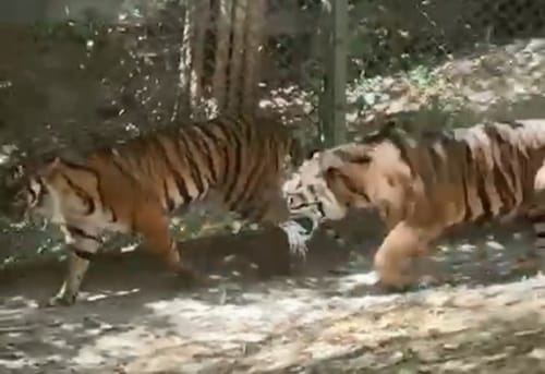 הזוג שהפתיע את כולם: הטיגריסים בגן החיות התנ"כי חוגגים אהבה