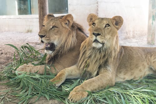 הגיעו לביתם החדש: שני אריות שנתפסו בישראל הועברו לדרום אפריקה