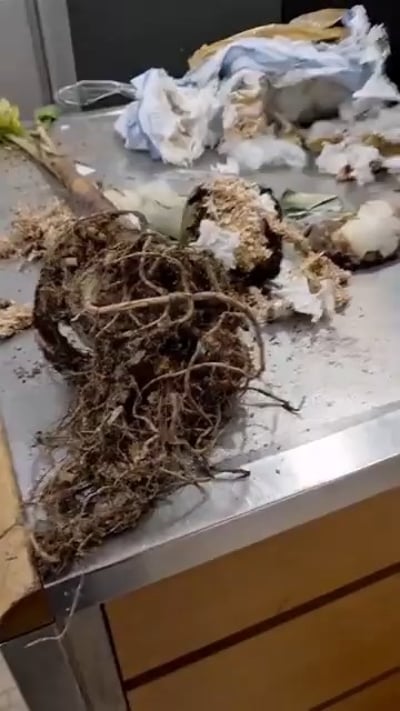 הבודקים נדהמו: ניסו להבריח 300 שתילים של בננות 