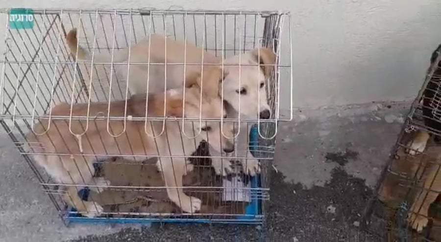 WhatsApp Video 2019-03-27 at 08.54.11