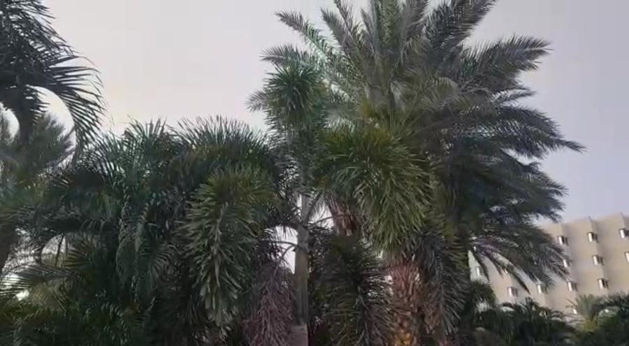 קריסת עץ דקל