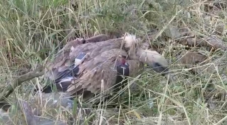 WhatsApp Video 2019-05-12 at 15.11.21