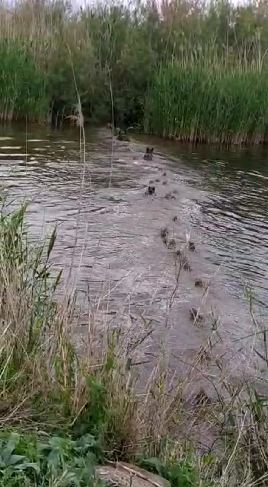 WhatsApp Video 2020-04-12 at 11.28.11
