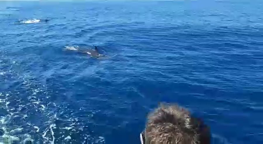 WhatsApp Video 2020-05-04 at 15.09.52