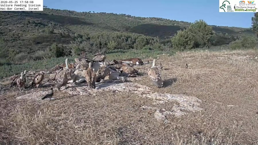 נשרים רשות הטבע והגנים