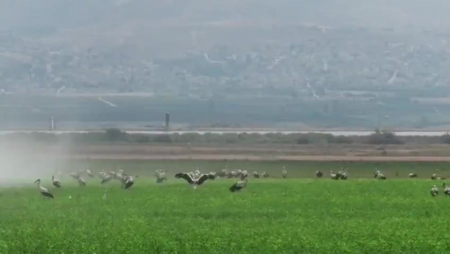 חסידות אבנר רינות החברה להגנת הטבע