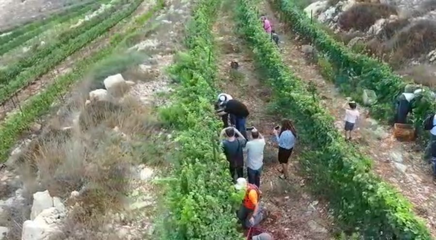 WhatsApp Video 2020-08-11 at 13.41.33