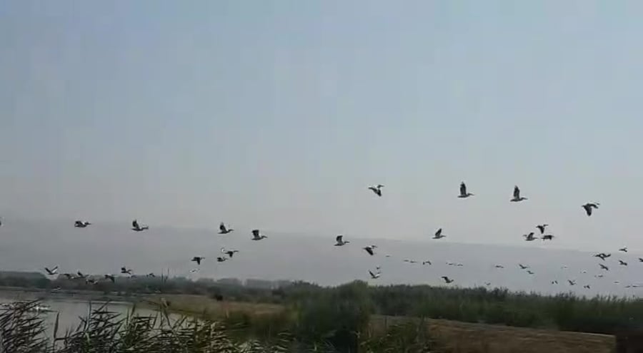 שקנאים עמק החולה