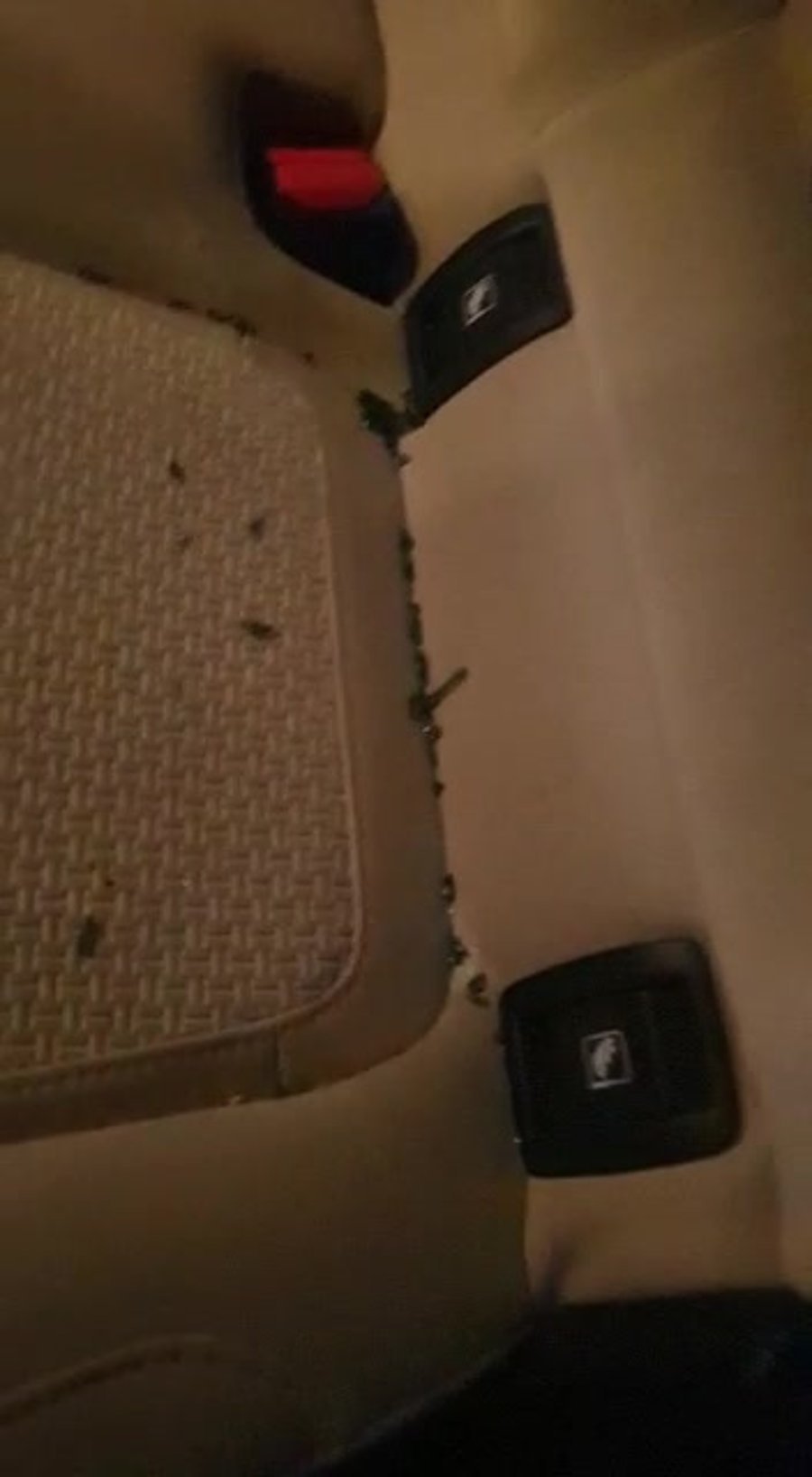 WhatsApp Video 2020-11-21 at 17.45.43