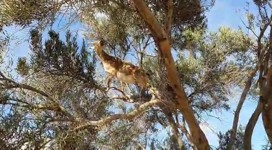 יעל בנגב עדי שתקאי החברה להגנת הטבע.