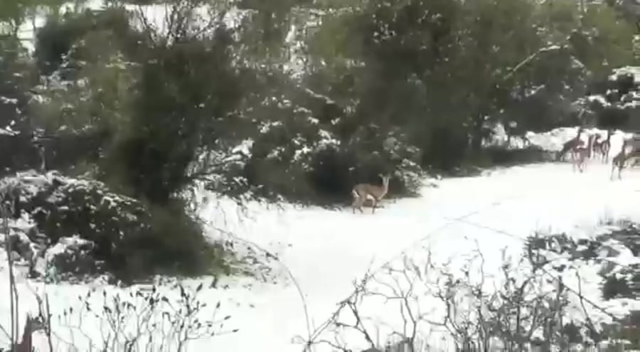 צילום יעל המרמן-סולר, החברה להגנת הטבע עמק הצבאים