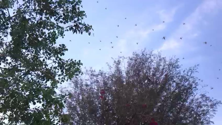 ארבה בדרום נעמה בן עמי פישר