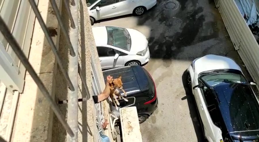 התעללות בכלב דוברות המשטרה