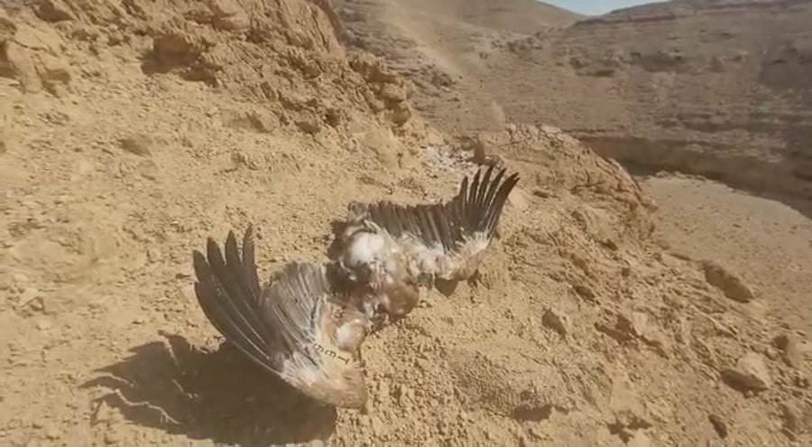 אריה רוזנברג רשות הטבע והגנים נשרים (1)